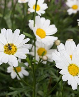 Anthemis hyb. 'Sauce Hollandaise' Pot 9 cm