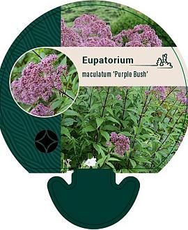 Eupatorium mac. 'Purple Bush' Pot 9 cm