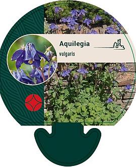 Aquilegia vulgaris Pot 9 cm