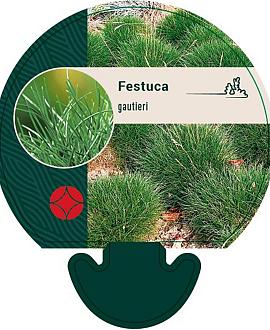 Festuca gautieri Pot 9 cm