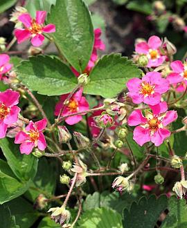 Fragaria Pink Panda Pot 9 cm