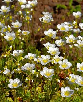 Arenaria montana Pot 9 cm