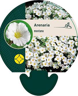 Arenaria montana Pot 9 cm
