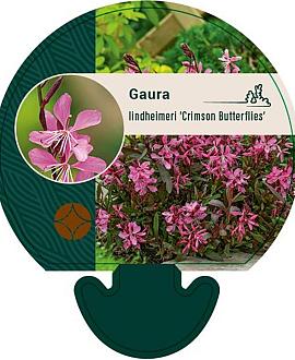 Gaura l. 'Crimson Butterflies' Pot 9 cm