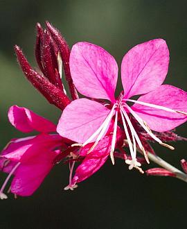 Gaura lindh. Gaudi Red Pot 9 cm