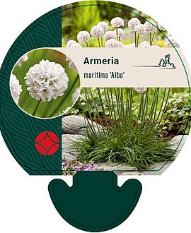 Armeria mar. 'Alba' Pot 9 cm
