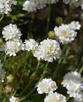 Armeria mar. 'Alba' Pot 9 cm