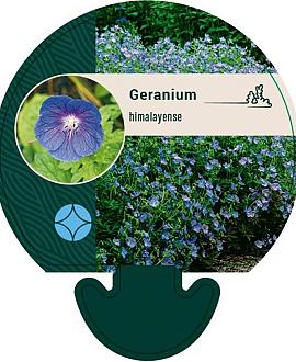 Geranium himalayense Pot 9 cm