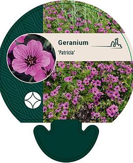 Geranium 'Patricia' Pot 9 cm