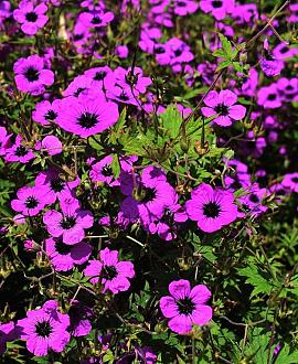 Geranium 'Patricia' Pot 9 cm