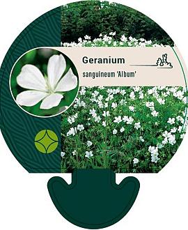 Geranium sang. 'Album' Pot 9 cm