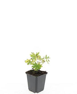 Geranium sang. 'Album' Pot 9 cm