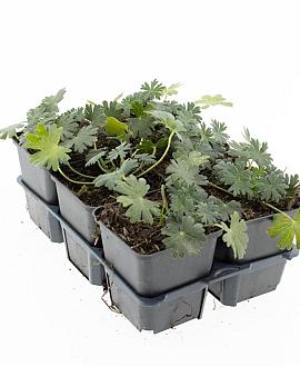 Geranium sang. 'Album' Pot 9 cm