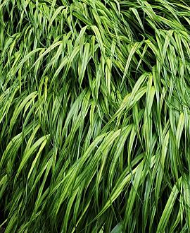 Hakonechloa macra Pot 9 cm