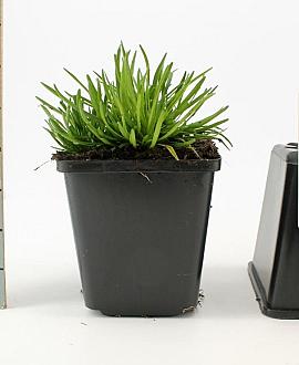 Armeria mar. 'Splendens' Pot 9 cm