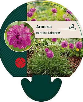 Armeria mar. 'Splendens' Pot 9 cm