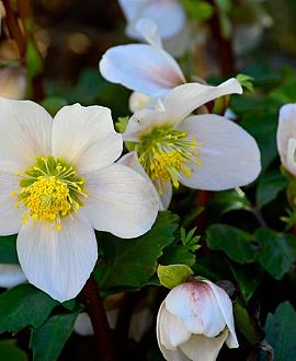 Helleborus niger Pot 9 cm