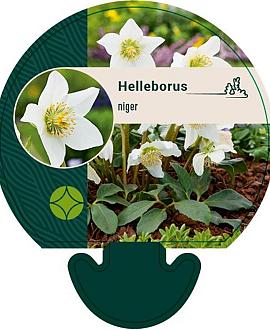 Helleborus niger Pot 9 cm