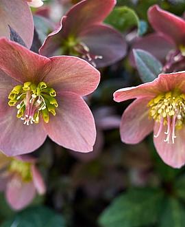 Helleborus orientalis Pot 9 cm