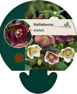 Helleborus orientalis Pot 9 cm