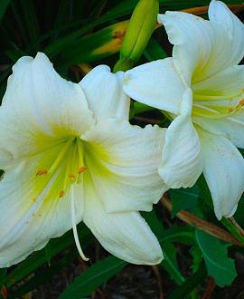 Hemerocallis 'White Temptation' Pot 9 cm