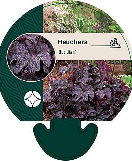 Heuchera 'Obsidian' Pot 9 cm