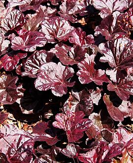 Heuchera 'Obsidian' Pot 9 cm