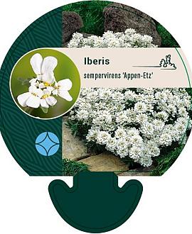 Iberis semp. 'Appen-Etz' Pot 9 cm