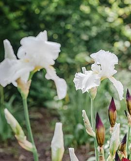 Iris (G) 'Christmas Angel' Pot 9 cm