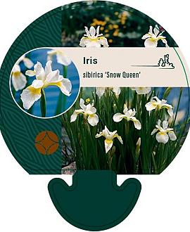 Iris sib. 'Snow Queen' Pot 9 cm