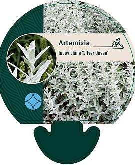 Artemisia lud. 'Silver Queen' Pot 9 cm