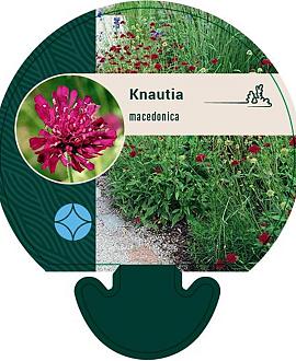 Knautia macedonica Pot 9 cm