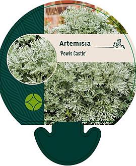 Artemisia 'Powis Castle' Pot 9 cm