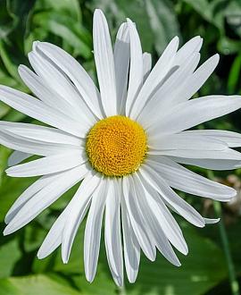 Leucanthemum (S) 'Silberprinzessche Pot 9 cm