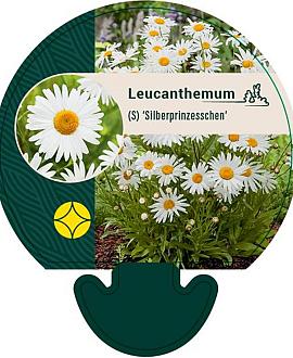 Leucanthemum (S) 'Silberprinzessche Pot 9 cm