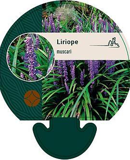 Liriope muscari Pot 9 cm