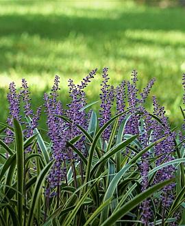 Liriope muscari Pot 9 cm
