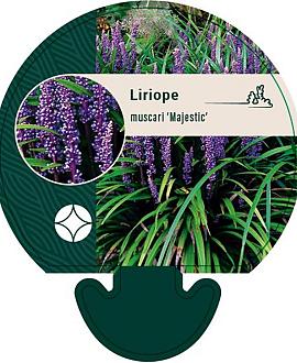 Liriope muscari 'Majestic' Pot 9 cm