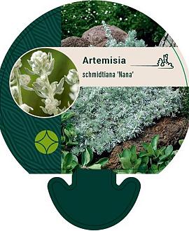 Artemisia schmidt. 'Nana' Pot 9 cm