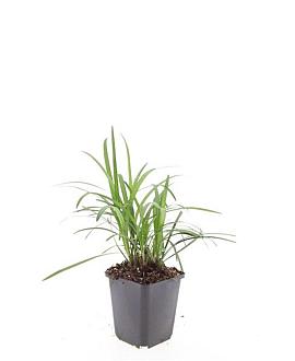 Liriope muscari 'Moneymaker' Pot 9 cm