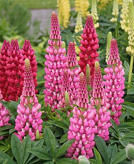 Lupinus 'Gallery Pink' Pot 9 cm