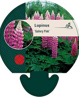 Lupinus 'Gallery Pink' Pot 9 cm