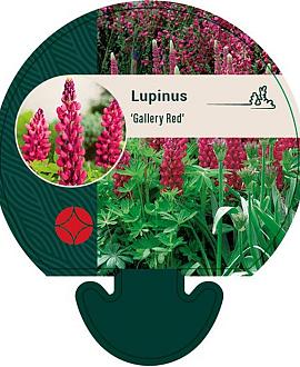 Lupinus 'Gallery Red' Pot 9 cm