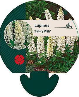 Lupinus 'Gallery White' Pot 9 cm