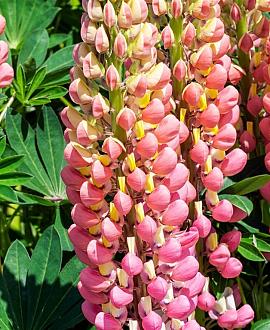 Lupinus 'The Chatelaine' Pot 9 cm