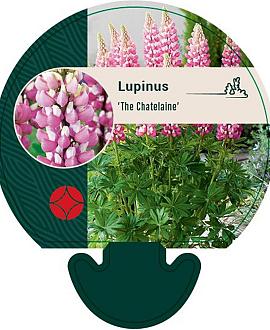 Lupinus 'The Chatelaine' Pot 9 cm