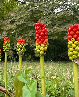 Arum italicum Pot 9 cm