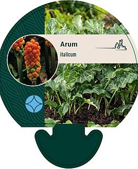 Arum italicum Pot 9 cm