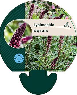 Lysimachia atropurpurea Pot 9 cm