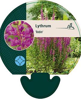 Lythrum Robin Pot 9 cm